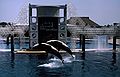 May 4, 1987 - Sea World, Orlando, Florida.<br />Orcas.
