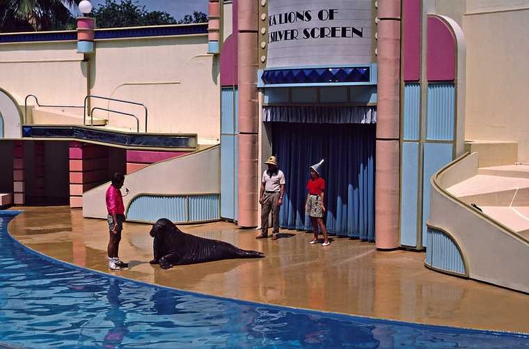 May 4, 1987 - Sea World, Orlando, Florida.<br />Seal entertaining the audience.