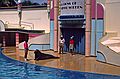 May 4, 1987 - Sea World, Orlando, Florida.<br />Seal entertaining the audience.