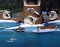 May 4, 1987 - Sea World, Orlando, Florida.<br />Dolphins.