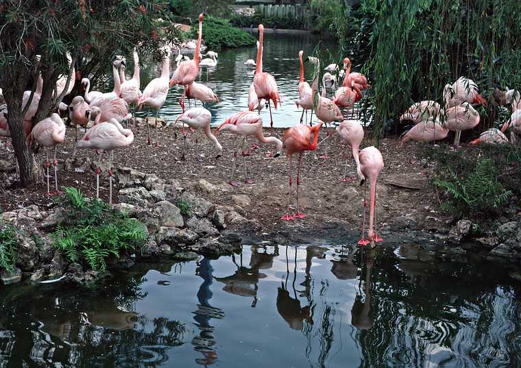 May 4, 1987 - Sea World, Orlando, Florida.<br />Flamingos.