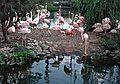 May 4, 1987 - Sea World, Orlando, Florida.<br />Flamingos.
