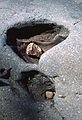 August 16-30, 1987 - Camping on Burton Island on Lake Champlain, Vermont.<br />Holes worn by small rocks.