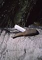 August 16-30, 1987 - Camping on Burton Island on Lake Champlain, Vermont.<br />Stone and feather on a rock left behing by someone.
