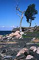 August 16-30, 1987 - Camping on Burton Island on Lake Champlain, Vermont.