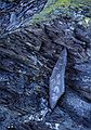 August 16-30, 1987 - Camping on Burton Island on Lake Champlain, Vermont.<br />Someone's drawing on a rock.