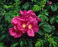 July 16, 1988 - Starr Island, New Hampshire.<br />Brian's and Anne's  wedding on Starr Island.<br />Wild roses.