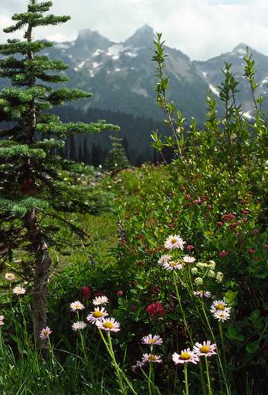 August 17, 1988 - Mt. Rainier, Washington.<br />Hike from Paradise to Panorama Point.