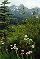 August 17, 1988 - Mt. Rainier, Washington.<br />Hike from Paradise to Panorama Point.