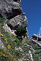 August 18, 1988 - Mt. Saint Helens, Washington.<br />The vegetation is coming back in places where the lava cover has eroded away.
