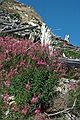 August 18, 1988 - Mt. Saint Helens, Washington.