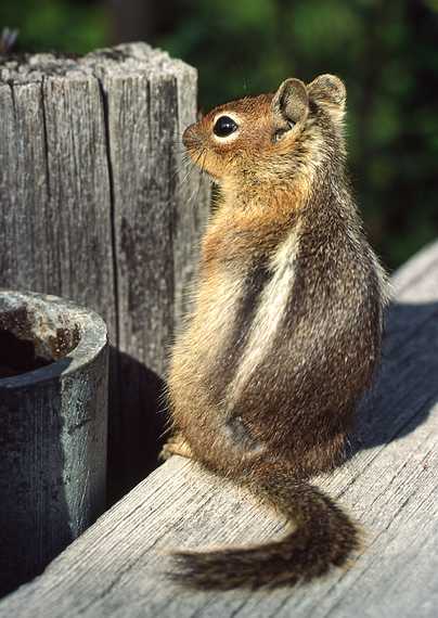 August 19, 1988 - Mt. Rainier from along road south of the mountain.<br />Golden mantled squirrel.