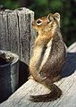 August 19, 1988 - Mt. Rainier from along road south of the mountain.<br />Golden mantled squirrel.