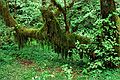 August 20, 1988 - Hoh Rain Forest in Olympic National Park, Washington.
