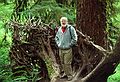 August 20, 1988 - Hoh Rain Forest in Olympic National Park, Washington.<br />Egils.