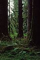 August 20, 1988 - Hoh Rain Forest in Olympic National Park, Washington.