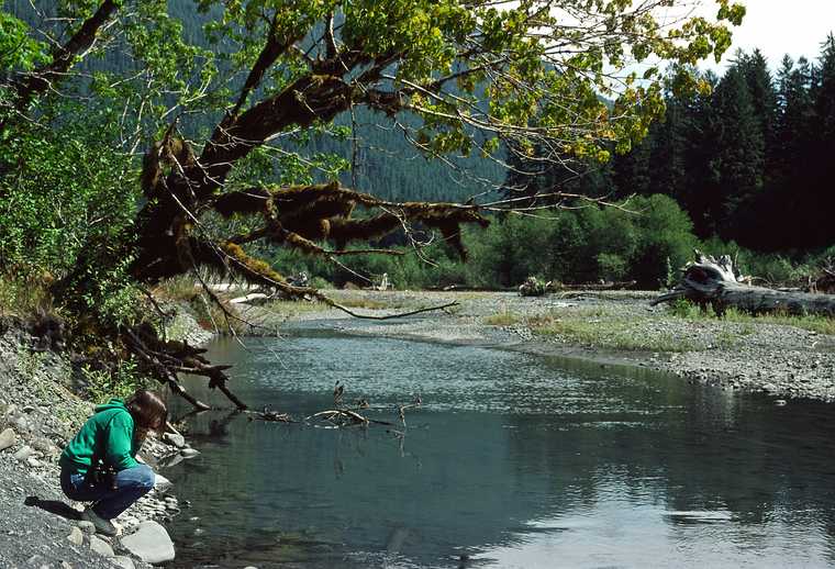 August 20, 1988 - Hoh Rain Forest in Olympic National Park, Washington.<br />Joyce checking out the life in the Hoh River.