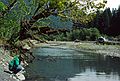 August 20, 1988 - Hoh Rain Forest in Olympic National Park, Washington.<br />Joyce checking out the life in the Hoh River.