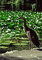 August 22, 1988 - Victoria, British Columbia, Canada.<br />Beacon Hill Park.<br />Some kind of a heron.