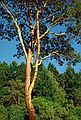 August 22, 1988 - Bouchard Gardens, Vancouver Island, British Columbia, Canada.