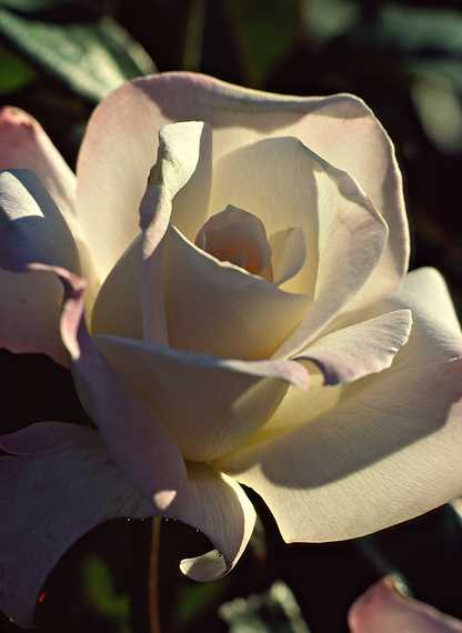 August 22, 1988 - Bouchard Gardens, Vancouver Island, British Columbia, Canada.