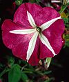 August 22, 1988 - Bouchard Gardens, Vancouver Island, British Columbia, Canada.