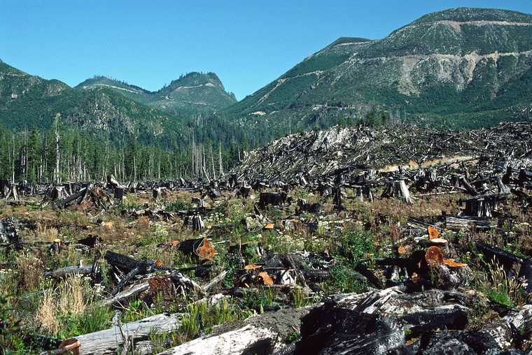 August 23, 1988 - Near Pacific Rim National Park, Vancouver Island, Canada.<br />Logging scars.