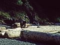 August 23, 1988 - Pacific Rim National Park, Vancouver Island, British Columbia, Canada.<br />A black bear!