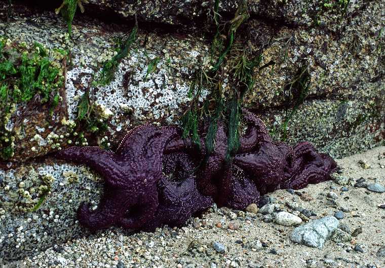 August 25, 1988 - Beach along highway south of Powell River, British Columbia, Canada.<br />Purple starfish.