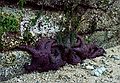 August 25, 1988 - Beach along highway south of Powell River, British Columbia, Canada.<br />Purple starfish.