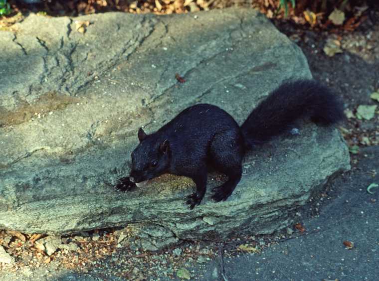 August 26, 1988 - Vancouver, British Columbia, Canada.<br />Stanley Park.<br />A black squirrel.