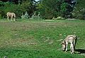 August 28, 1988 - Seattle Zoo, Washington.<br />Zebras.