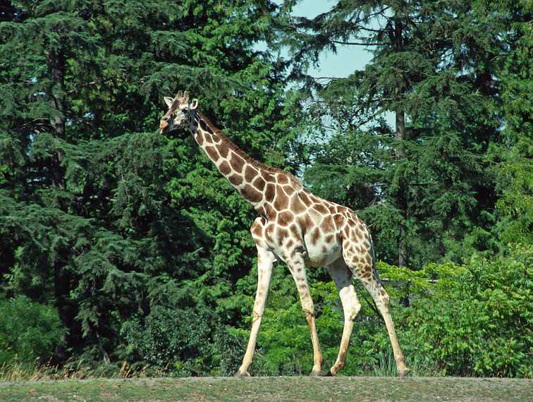 August 28, 1988 - Seattle Zoo, Washington.<br />Giraffe.