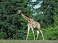 August 28, 1988 - Seattle Zoo, Washington.<br />Giraffe.