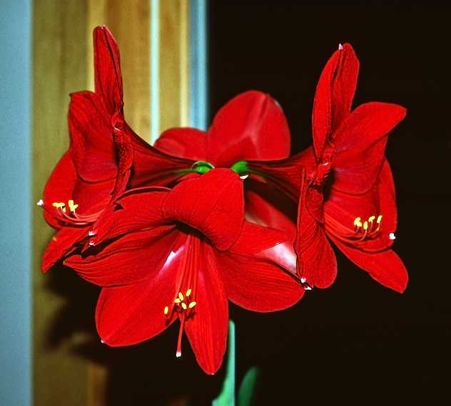 Feb. 1989 - Merrimac, Massachusetts.<br />Amaryllis.