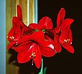 Feb. 1989 - Merrimac, Massachusetts.<br />Amaryllis.