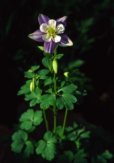 June 2, 1989 - Merrimac, Massachusetts.<br />A columbine in our back yard.