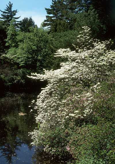 June 4, 1989 - Maudslay State Park, Newburyport, Massachusetts.