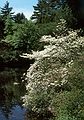 June 4, 1989 - Maudslay State Park, Newburyport, Massachusetts.
