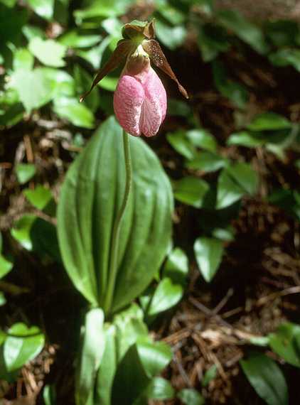 June 4, 1989 - Maudslay State Park, Newburyport, Massachusetts.<br />Lady slipper.