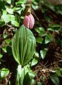June 4, 1989 - Maudslay State Park, Newburyport, Massachusetts.<br />Lady slipper.