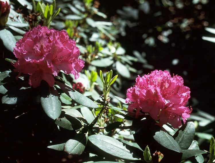 June 4, 1989 - Maudslay State Park, Newburyport, Massachusetts.<br />Rhododendron.
