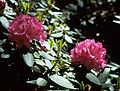 June 4, 1989 - Maudslay State Park, Newburyport, Massachusetts.<br />Rhododendron.