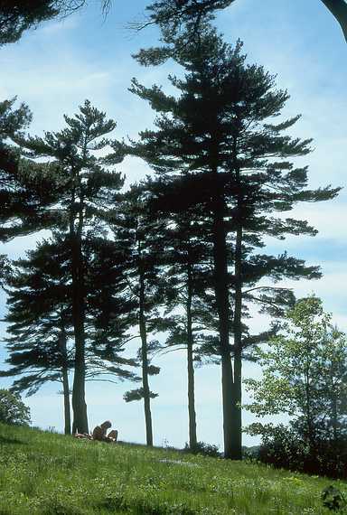 June 4, 1989 - Maudslay State Park, Newburyport, Massachusetts.