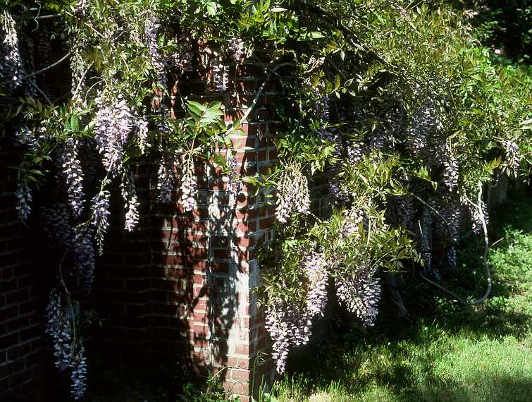 June 4, 1989 - Maudslay State Park, Newburyport, Massachusetts.<br />Wisteria.