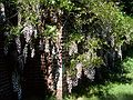 June 4, 1989 - Maudslay State Park, Newburyport, Massachusetts.<br />Wisteria.