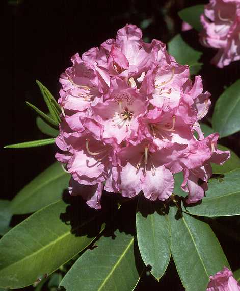 June 4, 1989 - Maudslay State Park, Newburyport, Massachusetts.<br />Rhododendron.