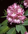 June 4, 1989 - Maudslay State Park, Newburyport, Massachusetts.<br />Rhododendron.