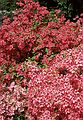 June 4, 1989 - Maudslay State Park, Newburyport, Massachusetts.<br />Azalea.