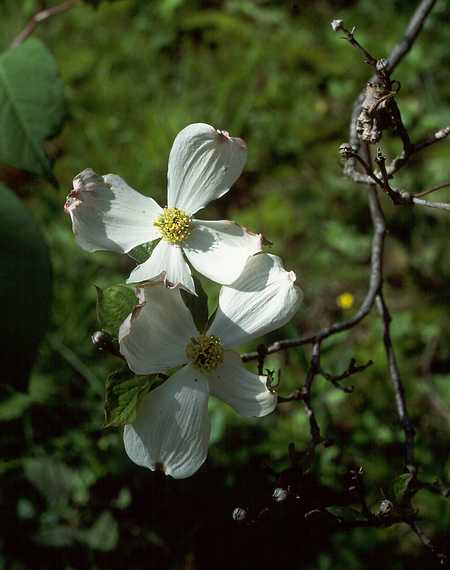 June 4, 1989 - Maudslay State Park, Newburyport, Massachusetts.<br />Dogwood.